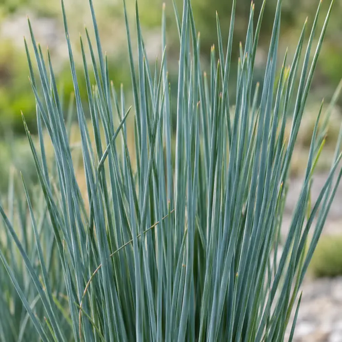 Juncus tenuis 'Blue Dart' (Pot Size 3L) Blue Dart Rush