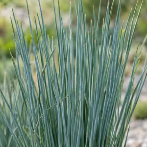 Juncus tenuis 'Blue Dart' - Blue Dart Rush