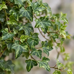 Hedera helix 'Mona Lisa' - English Ivy Mona Lisa