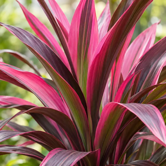 Cordyline banksii 'Electric Pink' (Pot Size 6L) Electric Pink Cordyline
