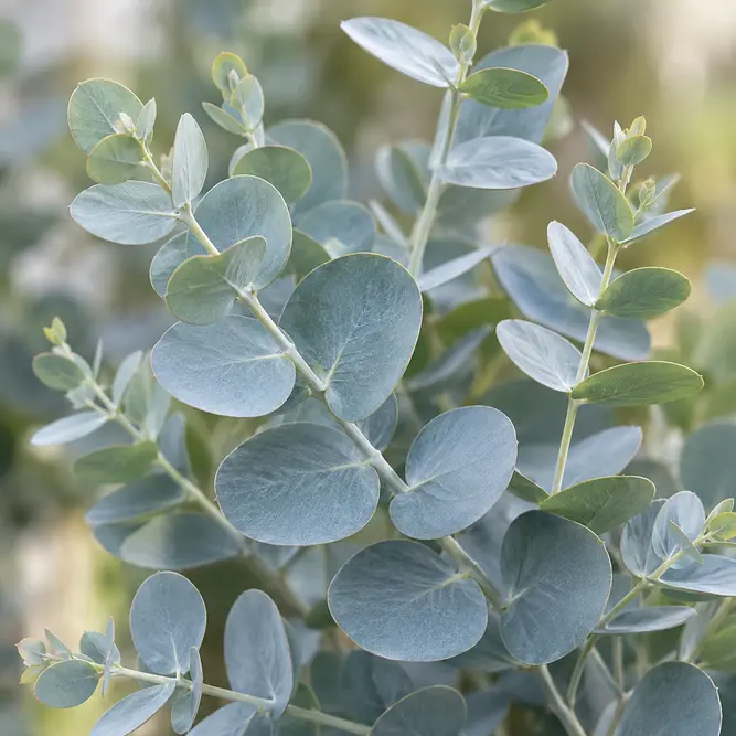 Eucalyptus gunnii 'France Bleu' (Pot Size 7.5L) Cider gum France Bleu