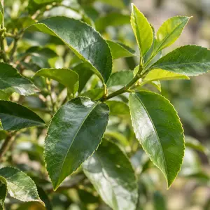 Citrus limon Lemon (Pot Size 5L) Lemon - image 2