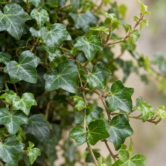 Hedera helix (Pot Size 10.5cm) English Ivy