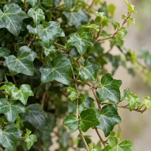 Hedera helix - English Ivy