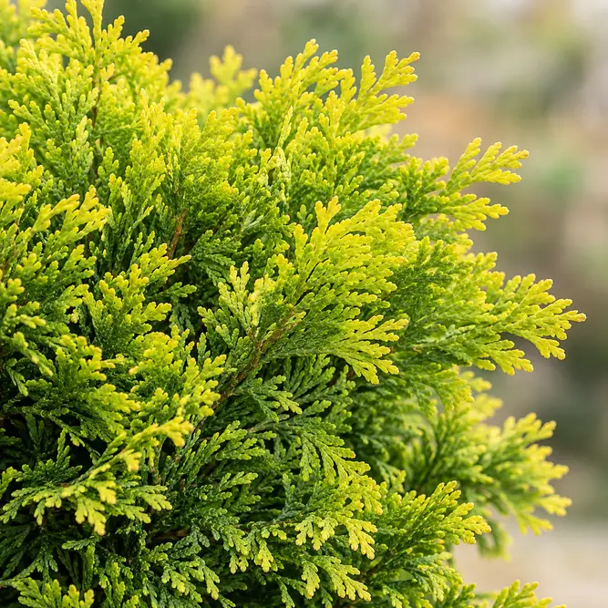 Platycladus orientalis 'Aurea Nana' (Pot Size 9cm) Dwarf golden oriental thuja