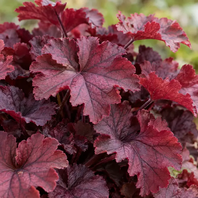 Heuchera 'Forever Red' (Pot Size 10.5cm) Coral bells