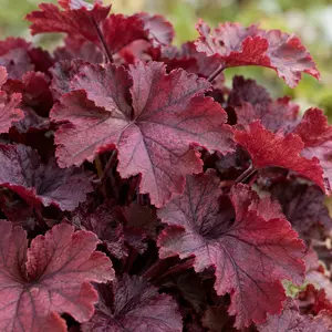 Heuchera 'Forever Red' - Coral bells