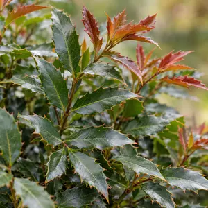Mahonia eurybracteata 'Myoy' (Pot Size 3L) Volcano Mahonia - image 2