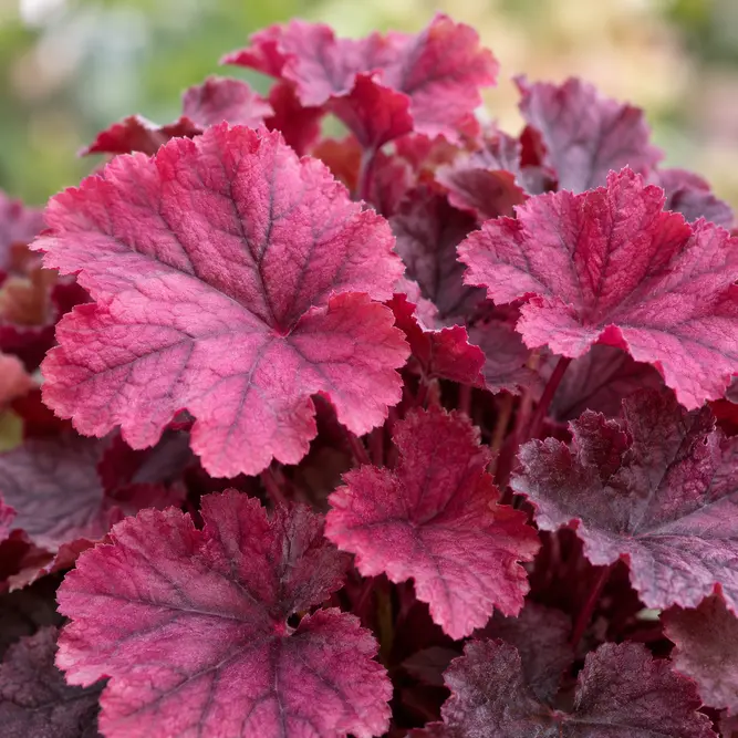 Heuchera 'Berry Smoothie' (Pot Size 3L) Coral Bells