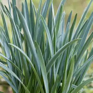 Allium 'Serendipity' - Serendipity Ornamental Onion