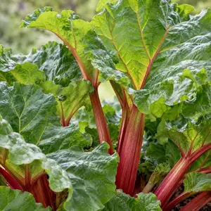 Rheum × hybridum 'Red Champagne' - Red Champagne Rhubarb