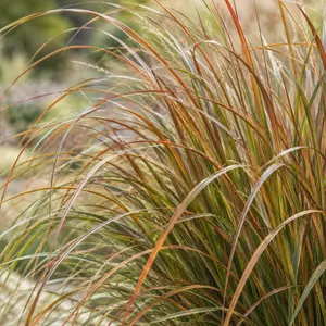 Anemanthele lessoniana 'Sirocco' - Pheasant's Tail Grass