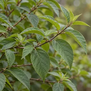 Callicarpa bodinieri var. giraldii 'Profusion' (Pot Size 7.5L) Beautyberry - image 2