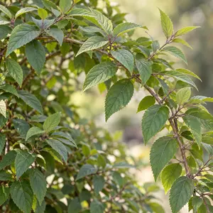 Callicarpa bodinieri var. giraldii 'Profusion' (Pot Size 20L) Beautyberry; Bodinier Beautyberry - image 1
