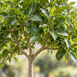 Citrus sinensis Sweet orange (Pot Size 3L) Sweet orange tree, standard form - image 2