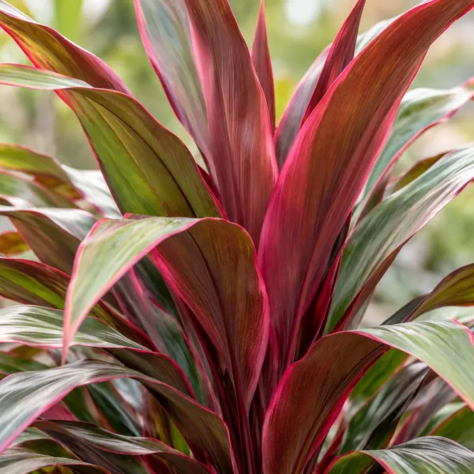 Cordyline australis 'Salsa' (Pot Size 6L) Cabbage palm
