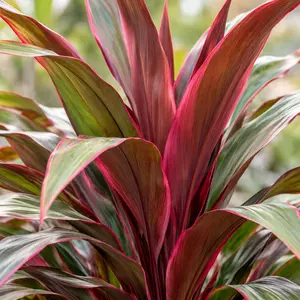 Cordyline australis 'Salsa' - Cabbage palm