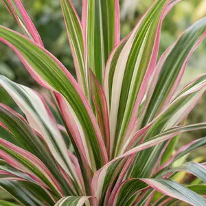 Cordyline australis 'Torbay Dazzler' - Cabbage palm