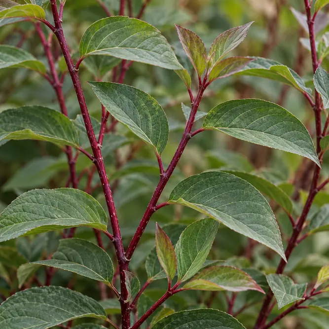Cornus alba 'Nightfall' (Pot Size 10L) Red Dogwood