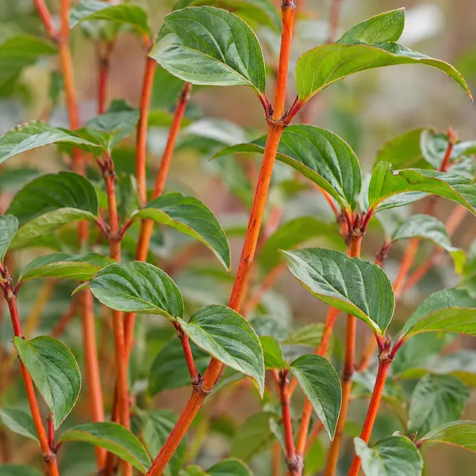 Cornus sanguinea 'Winter Beauty' (Pot Size 10L) Dogwood