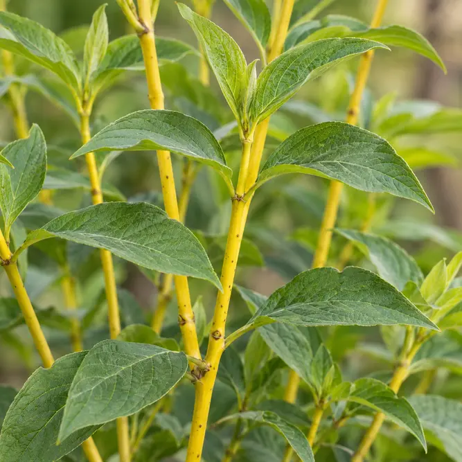 Cornus sericea 'Flaviramea' (Pot Size 10L) Golden-twig Dogwood