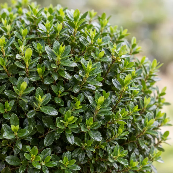 Hebe topiaria (Pot Size 10L) Topiarist's Hebe