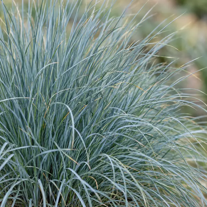 Helictotrichon sempervirens (Pot Size 17cm) Blue Oat Grass