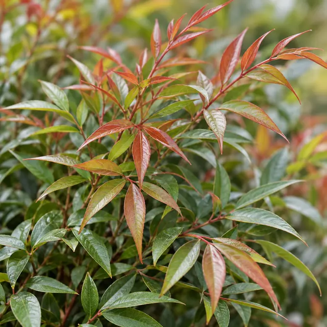 Nandina domestica 'Gulf Stream' (Pot Size 4L) Gulf Stream Heavenly Bamboo