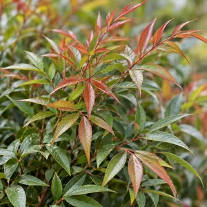 Nandina domestica 'Gulf Stream' - Gulf Stream Heavenly Bamboo