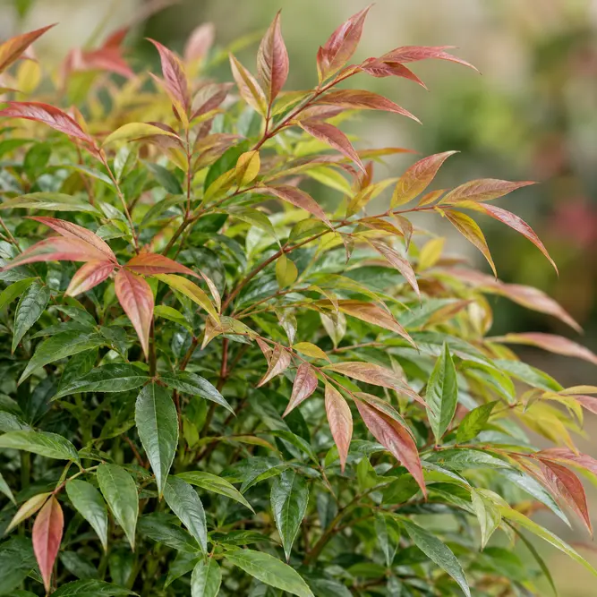 Nandina domestica 'Moon Bay' (Pot Size 10L) Heavenly Bamboo