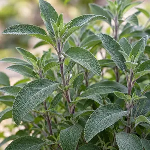 Salvia greggii 'Blue Note' (Pot Size 2L) Autumn Sage - image 2