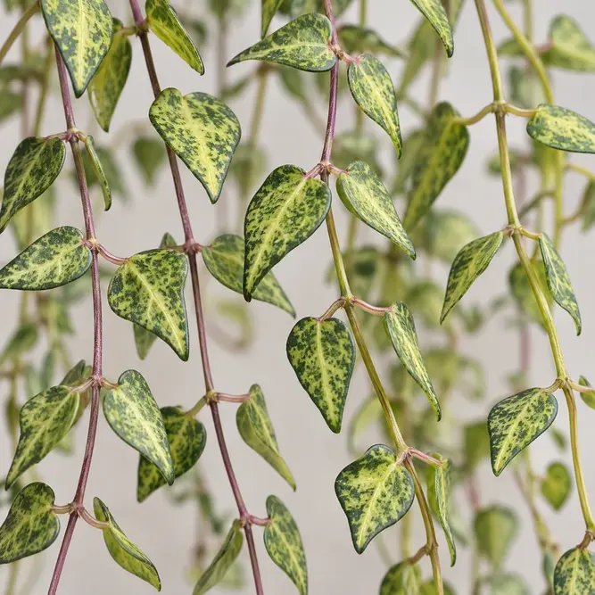 Ceropegia linearis 'Luuk' (Pot Size 14cm) String of Needles