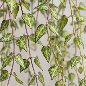 Ceropegia linearis 'Luuk' - String of Needles