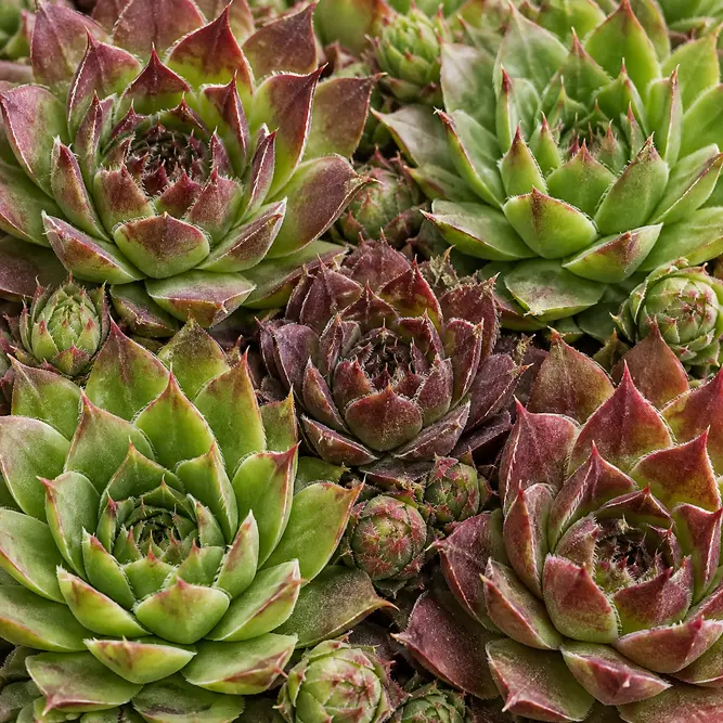 Sempervivum sp. Mixed varieties (6 Pack) Houseleek or Hens and Chicks