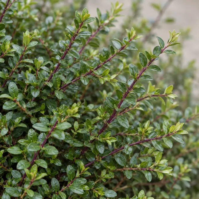 Lonicera nitida (Pot Size 5L) Box Honeysuckle