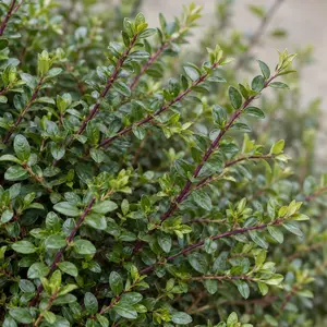 Lonicera nitida - Box Honeysuckle