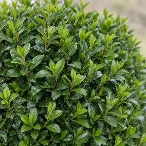 Euonymus japonicus 'Green Spire' - Japanese Spindle Green Spire