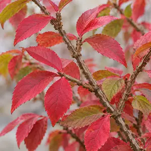 Euonymus alatus - Winged Euonymus