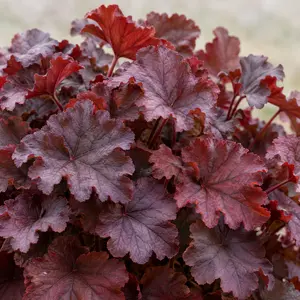 Heuchera 'Indian Summer' - Coral Bells