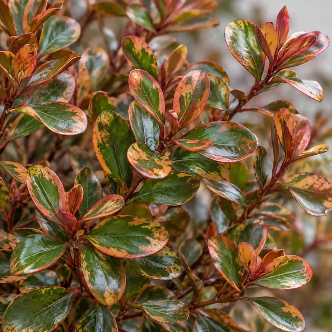 Coprosma 'Fire Burst' (Pot Size 1.5L) Looking-glass plant or Mirror plant