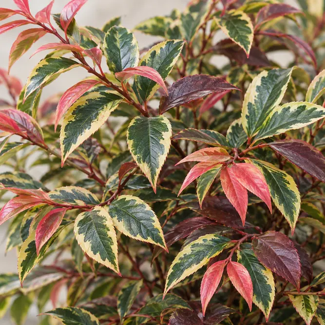 Leucothoe walteri 'Firestar' (Pot Size 5L)
