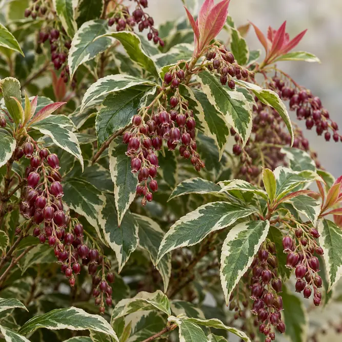 Pieris japonica 'Polar Passion' (Pot Size 2L) Lily of the Valley Bush