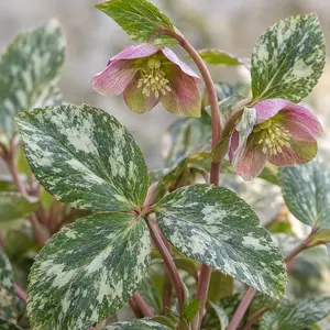 Helleborus lividus 'Pink Marble' - Majorcan hellebore