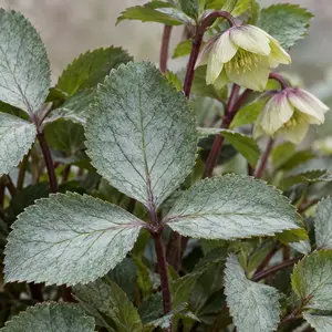 Helleborus × sternii 'Silver Dollar' - Stern's Hellebore