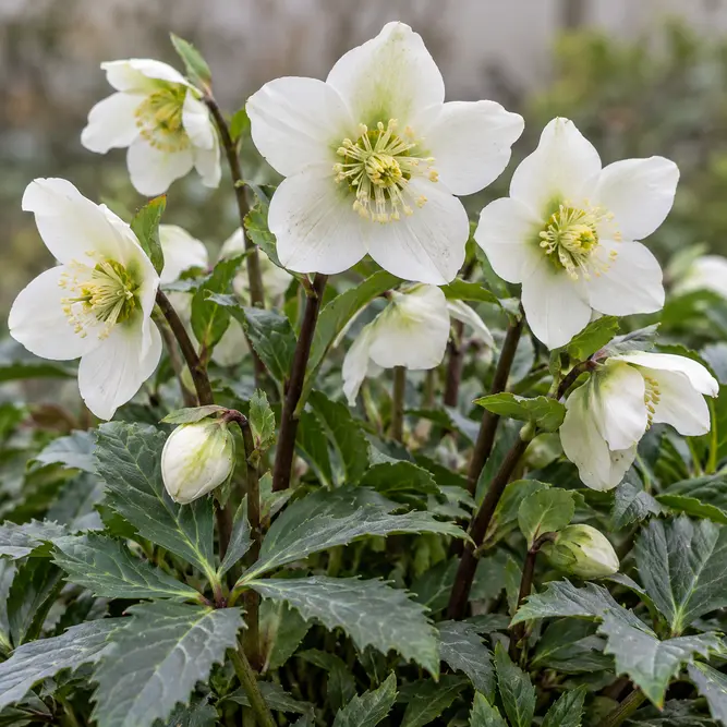 Helleborus × hybridus (Pot Size 15cm) Winter Rose