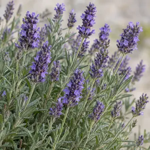 Lavandula angustifolia 'Munstead' - English Lavender