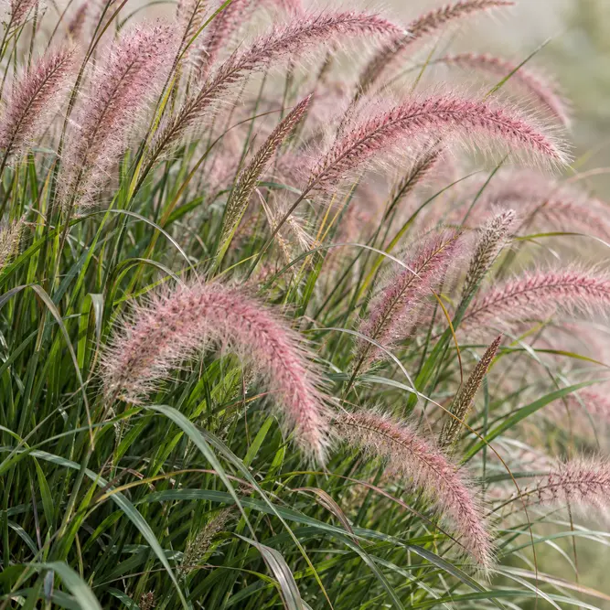 Pennisetum orientale 'Karley Rose' (Pot Size 17cm) Oriental fountain grass 'Karley Rose'
