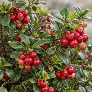 Vaccinium vitis-idaea 'Fireballs' - Lingonberry