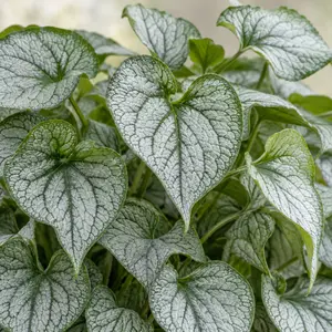 Brunnera macrophylla 'Silver Spear' - Siberian Bugloss