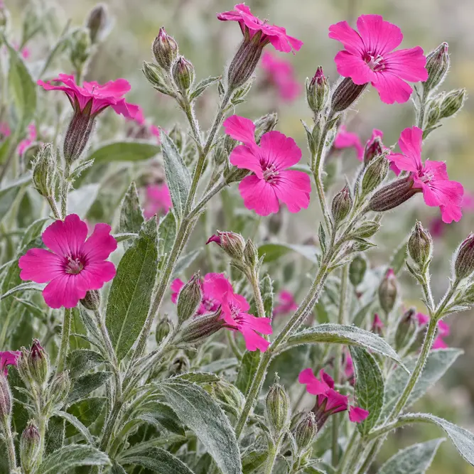 Lychnis 'Hill Grounds' (Pot Size 2L) Campion